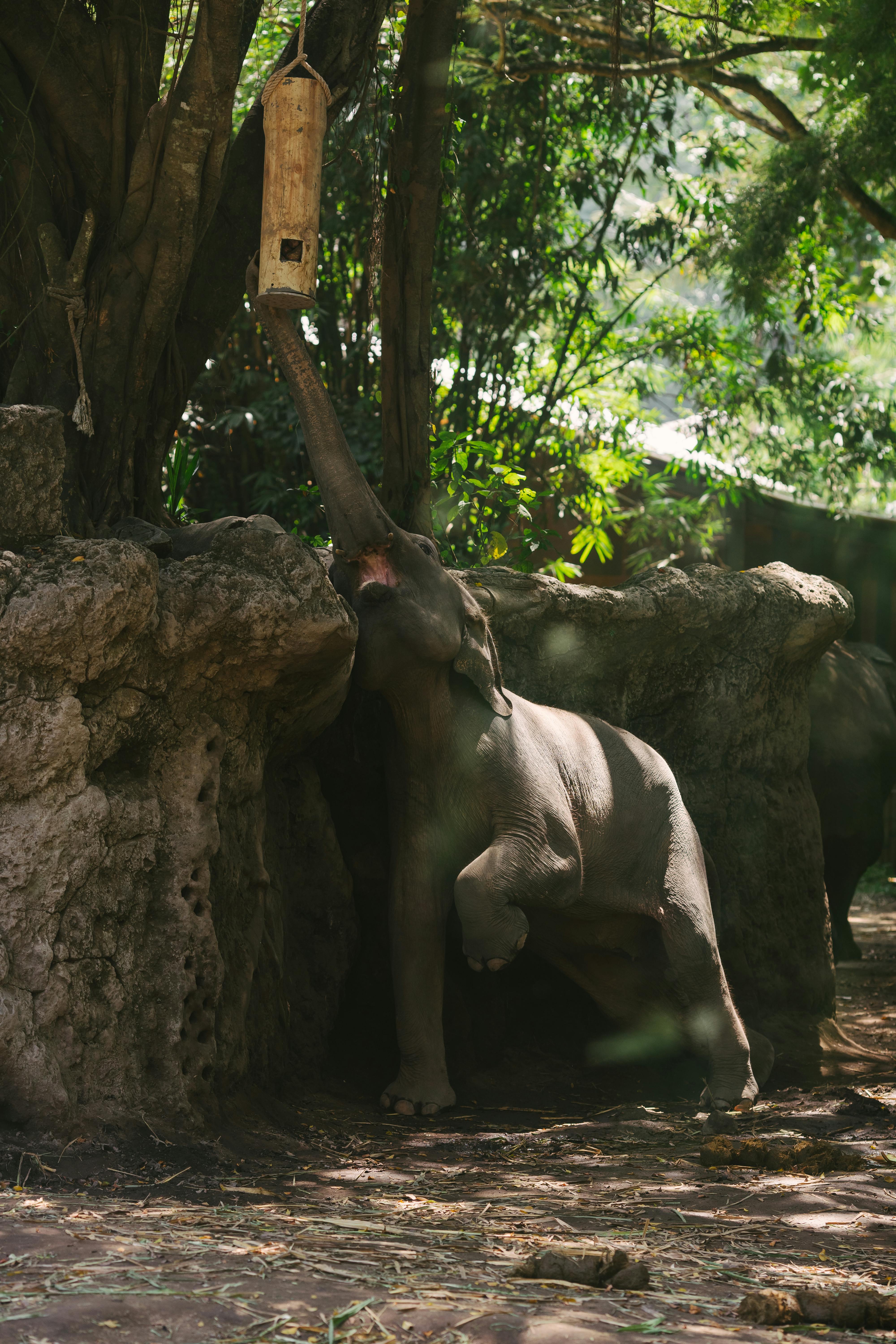 Alternative Ways to Support Elephant Conservation in Bali