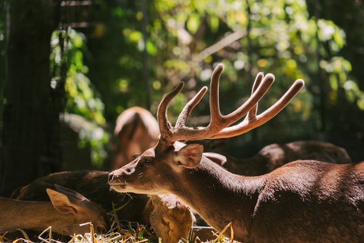 Sambar Deers In The Forest 