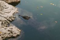 A Crocodile Hiding Underwater