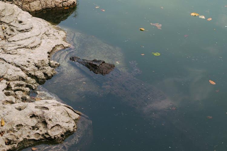 A Crocodile Hiding Underwater 