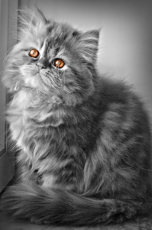 Free stock photo of cat, persian cat, samad ismayilov