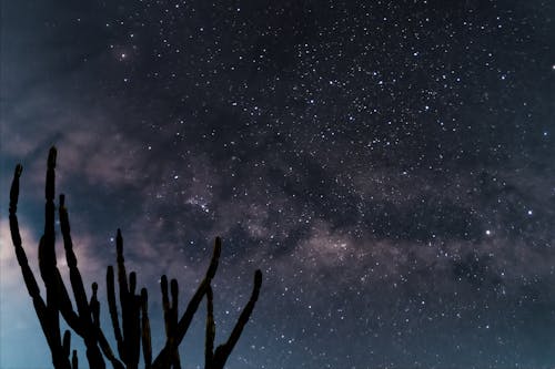 Fotos de stock gratuitas de astronomía, belleza, cactus