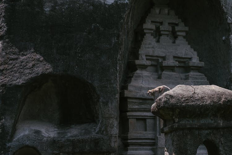 Monkey On Top Of A Curved Stone