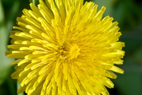 Free stock photo of beautiful flowers, beauty of nature, dandelion flower