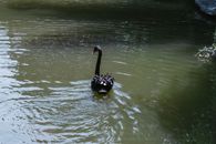 Black Swan on Body of Water