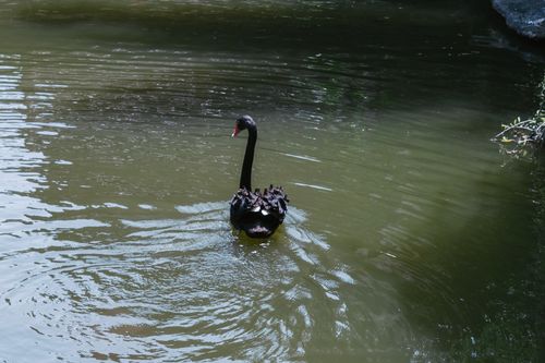 Free A black swan gracefully swims in a serene body of water in Bali, Indonesia. Stock Photo