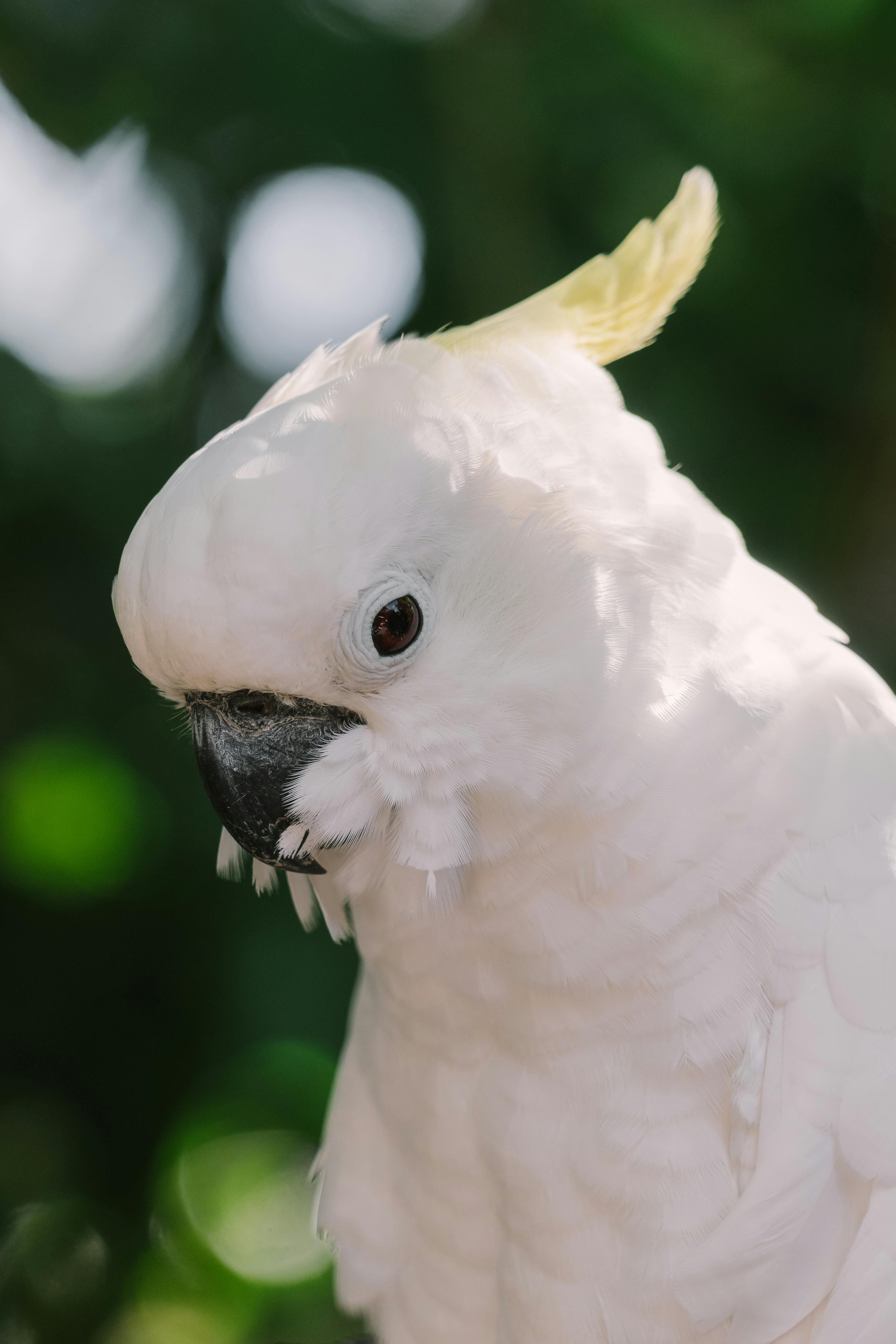 Cacatúa de las Molucas: Todo lo que necesitas saber sobre esta hermosa ave
