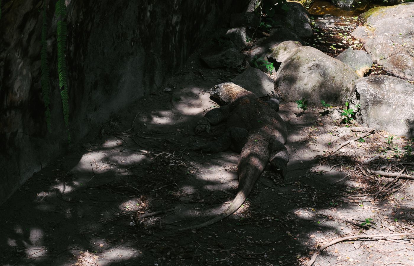 A Komodo Dragon basking in the shade among rocks in Bali, Indonesia.