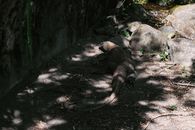 A Big Komodo Dragon Walking on Ground Near Pond