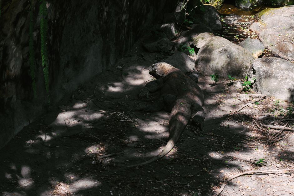A Komodo Dragon basking in the shade among rocks in Bali, Indonesia.