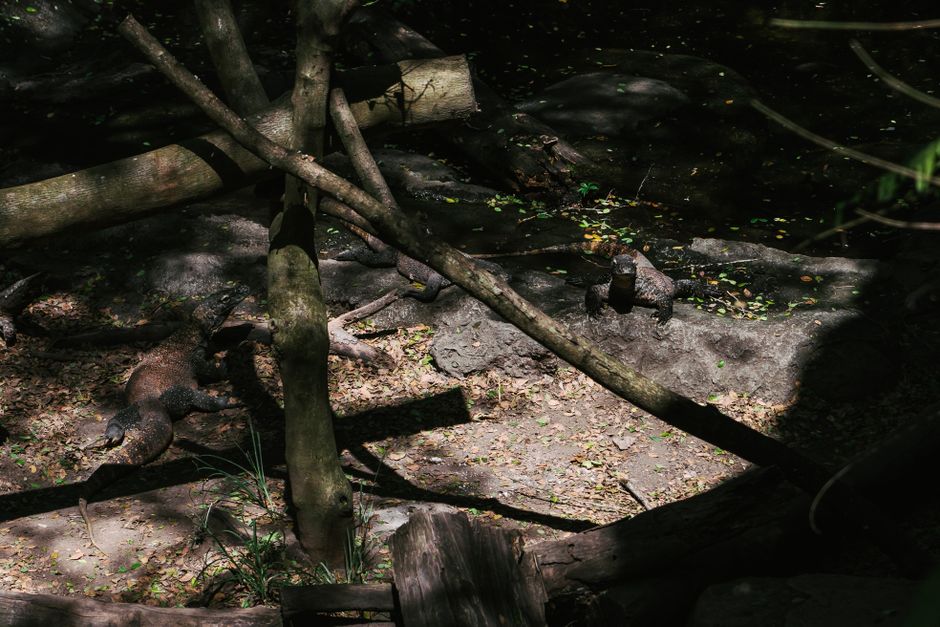 Komodo dragons resting in the forest of Bali, showcasing their natural habitat and behaviors.