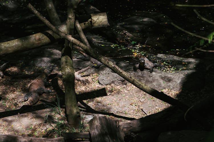 A Big Komodo Dragon Walking On The Ground 