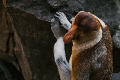 Free A Brown and White Monkey Sitting on Rock Stock Photo