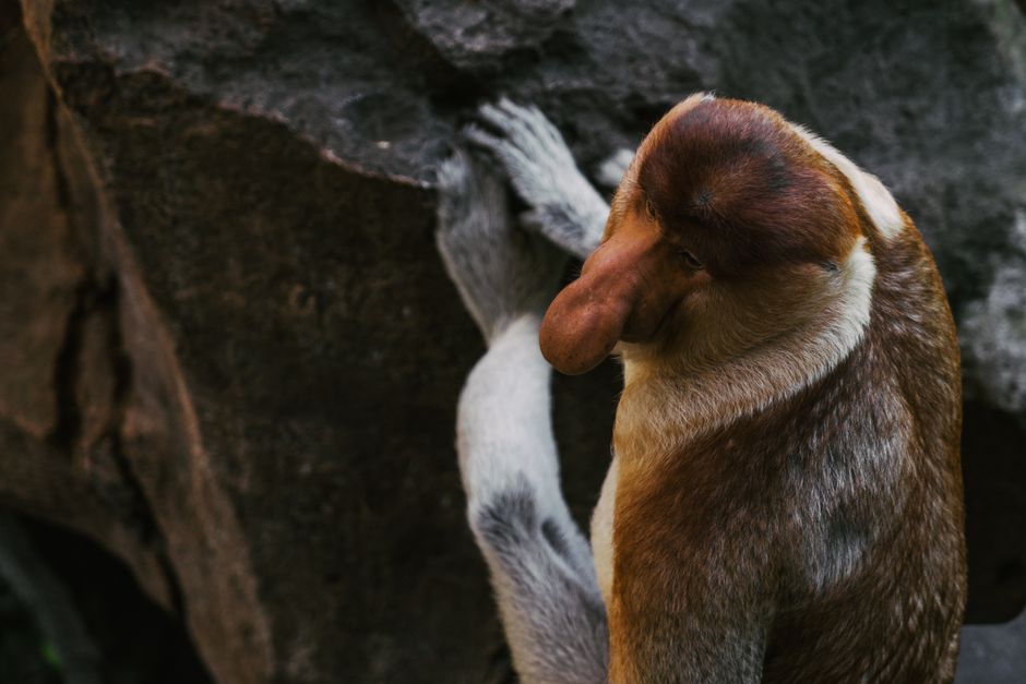 Proboscis Monkeys: The Stars of Bako Proboscis Monkeys: The Stars of Bako