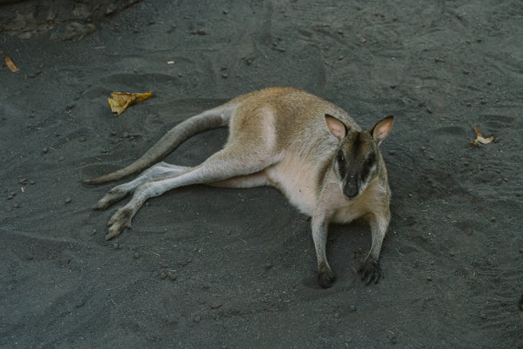 Wallaby Kangaroo Lying On Black Sand 