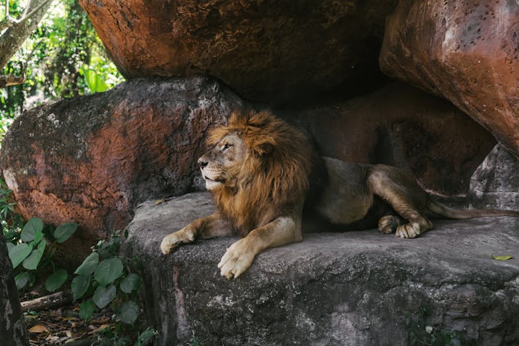 A Lion Lying On Gray Rock