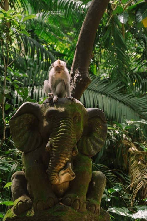 Free Monkey Sitting on an Elephant Figure Stock Photo