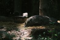 Gray Animal on Brown Soil