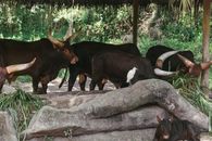 A Group of Cattles in their Shelter Eating Grass