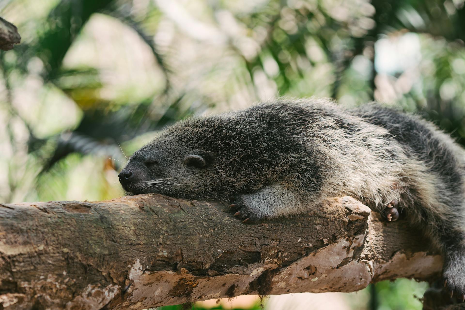Binturong Animal Lying on the Tree Branch
