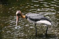 Black and White Bird on Water