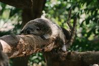 An Asian Palm Civet Sleeping on a Tree Branch