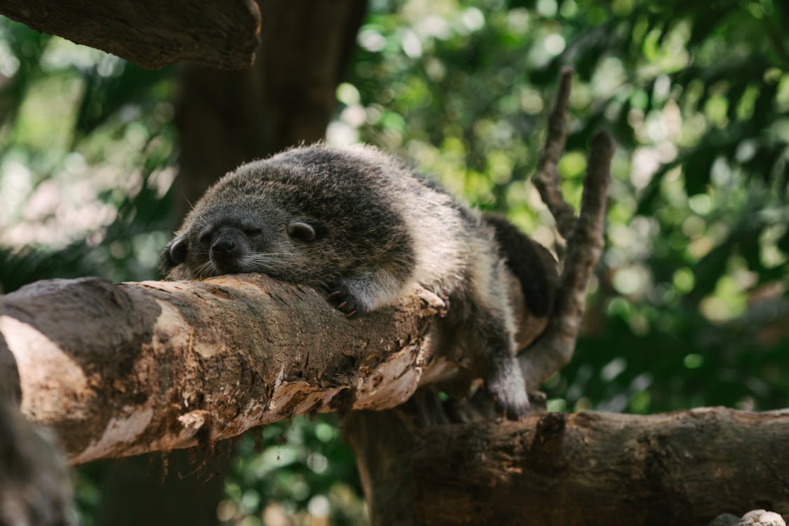 Free An Asian Palm Civet Sleeping on a Tree Branch Stock Photo