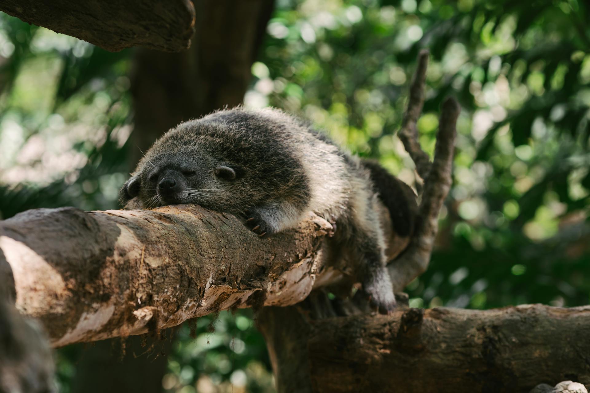 A peacefully sleeping Asian Palm Civet (Paradoxurus hermaphroditus) on a tree branch in its natural habitat.