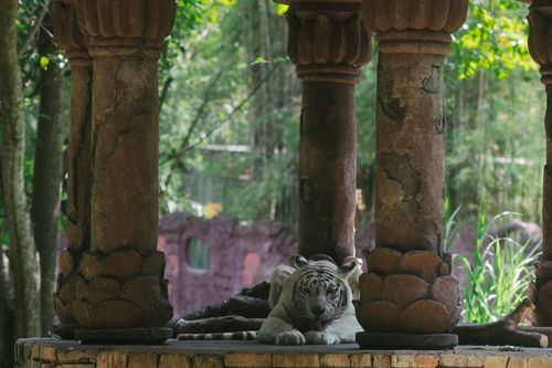 Free White tiger relaxing beneath ancient stone columns in a zoo setting, surrounded by lush greenery. Stock Photo