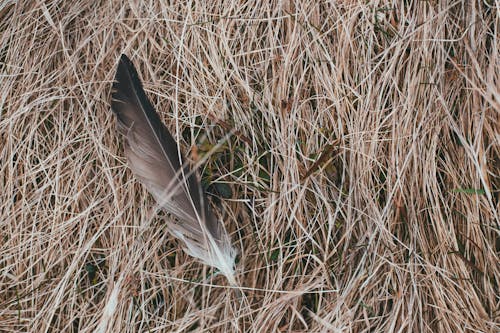 A Feather on Brown Grass