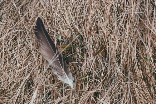 Free A detailed close-up of a feather on dry brown grass outdoors. Stock Photo