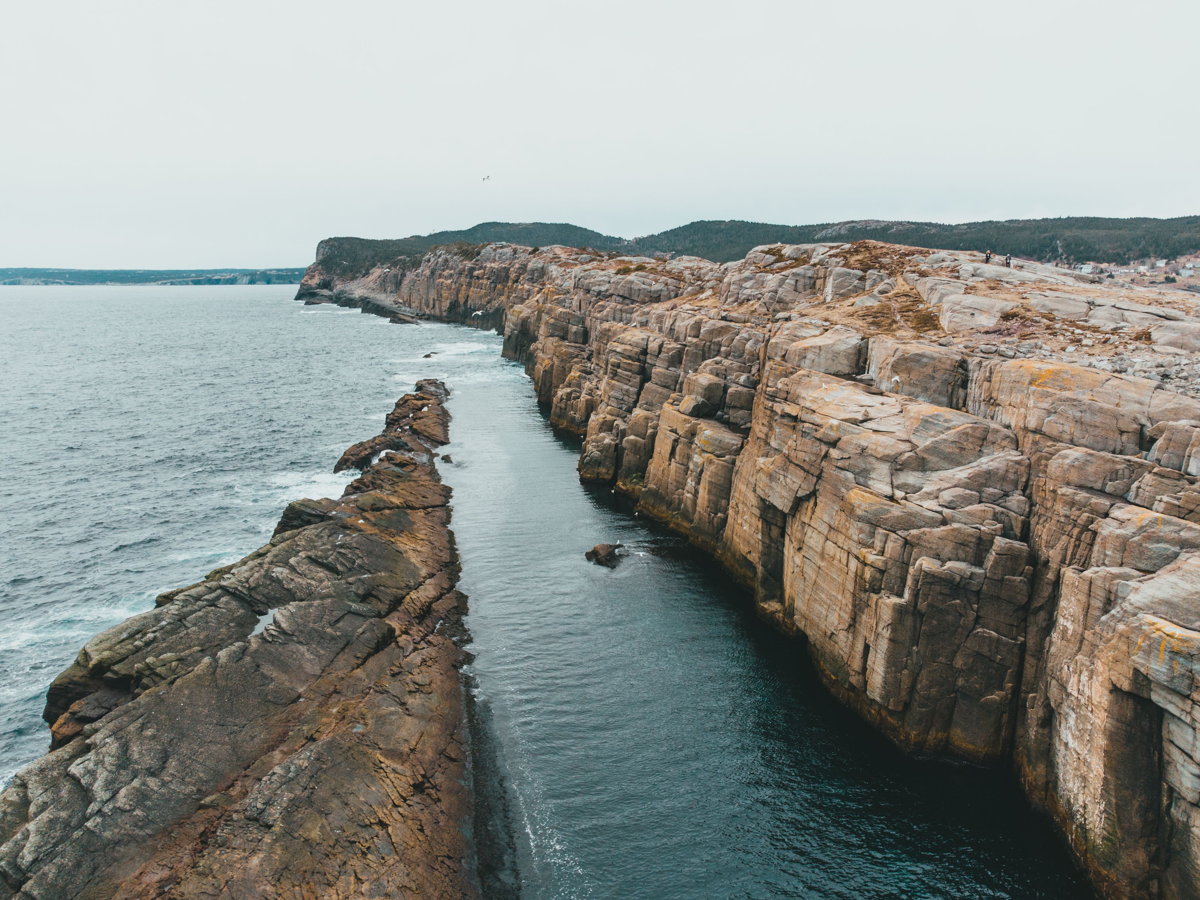 Mistaken Point: Menelusuri Jejak Kehidupan Purba Ediacaran di Newfoundland, Kanada