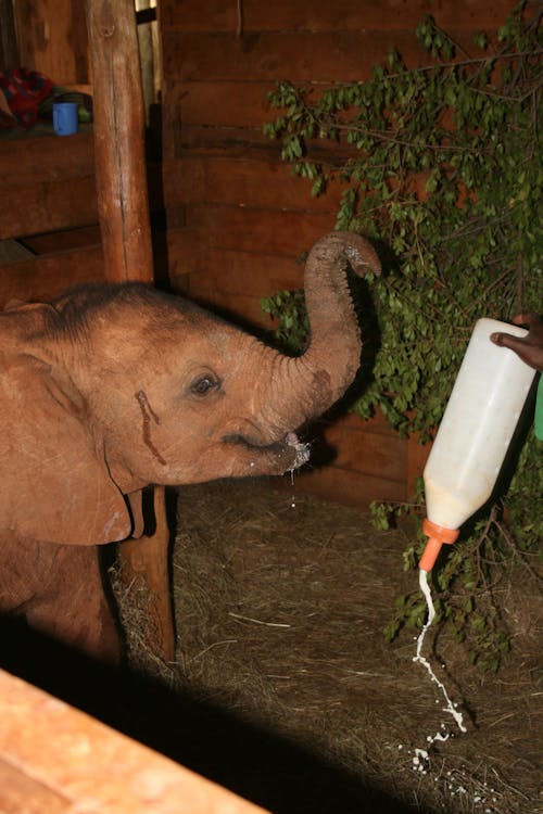 Foto d'estoc gratuïta de alimentació d'elefants, elefant, elefant nadó