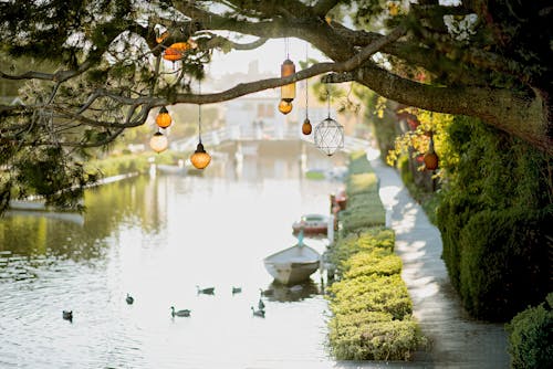 掛在河邊的樹上的棕色吊燈
