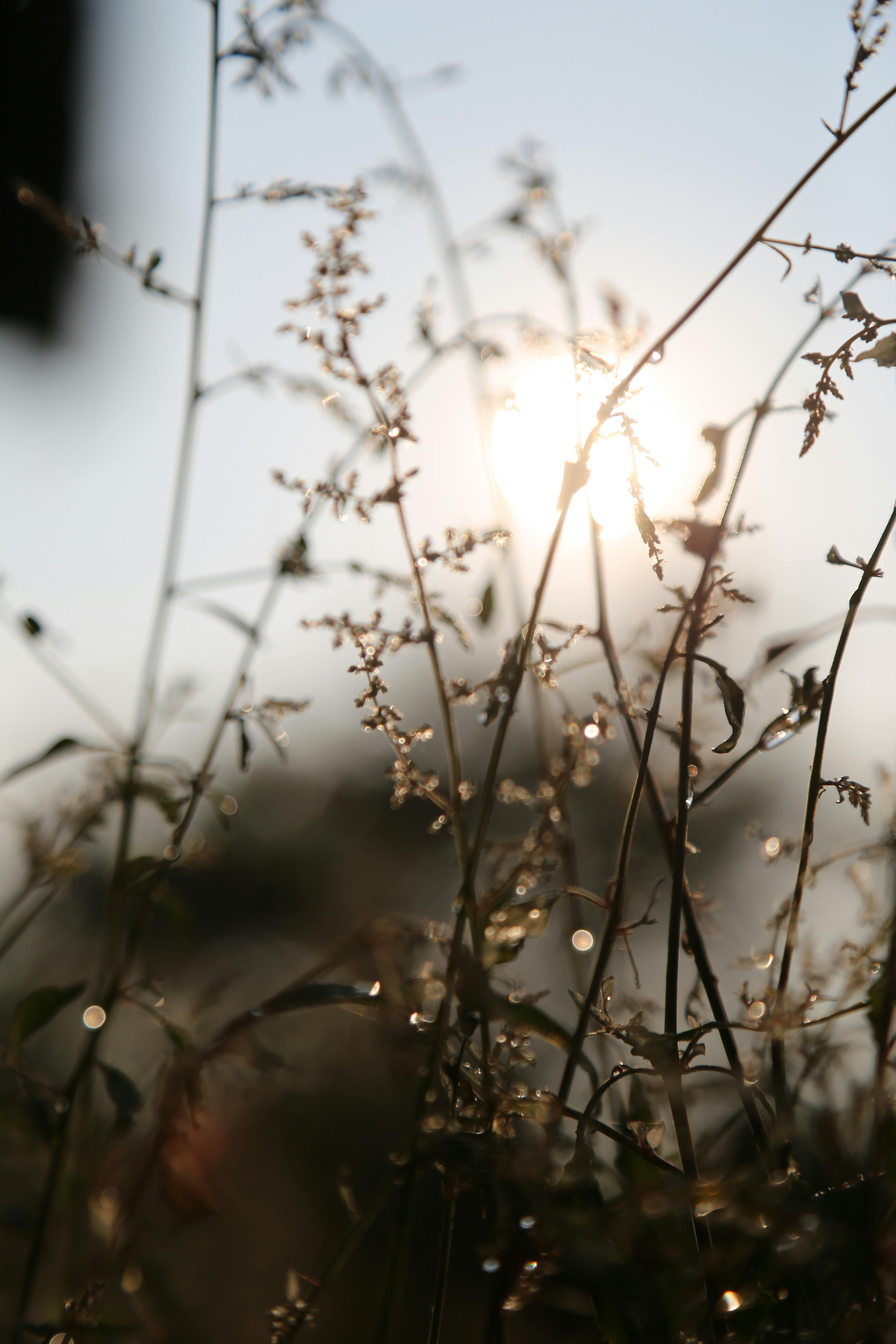 Village woman running through a rural street, symbolising a spirited village belle in a Telugu film