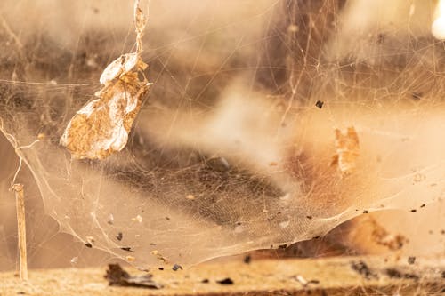 Gratis lagerfoto af tela de araña