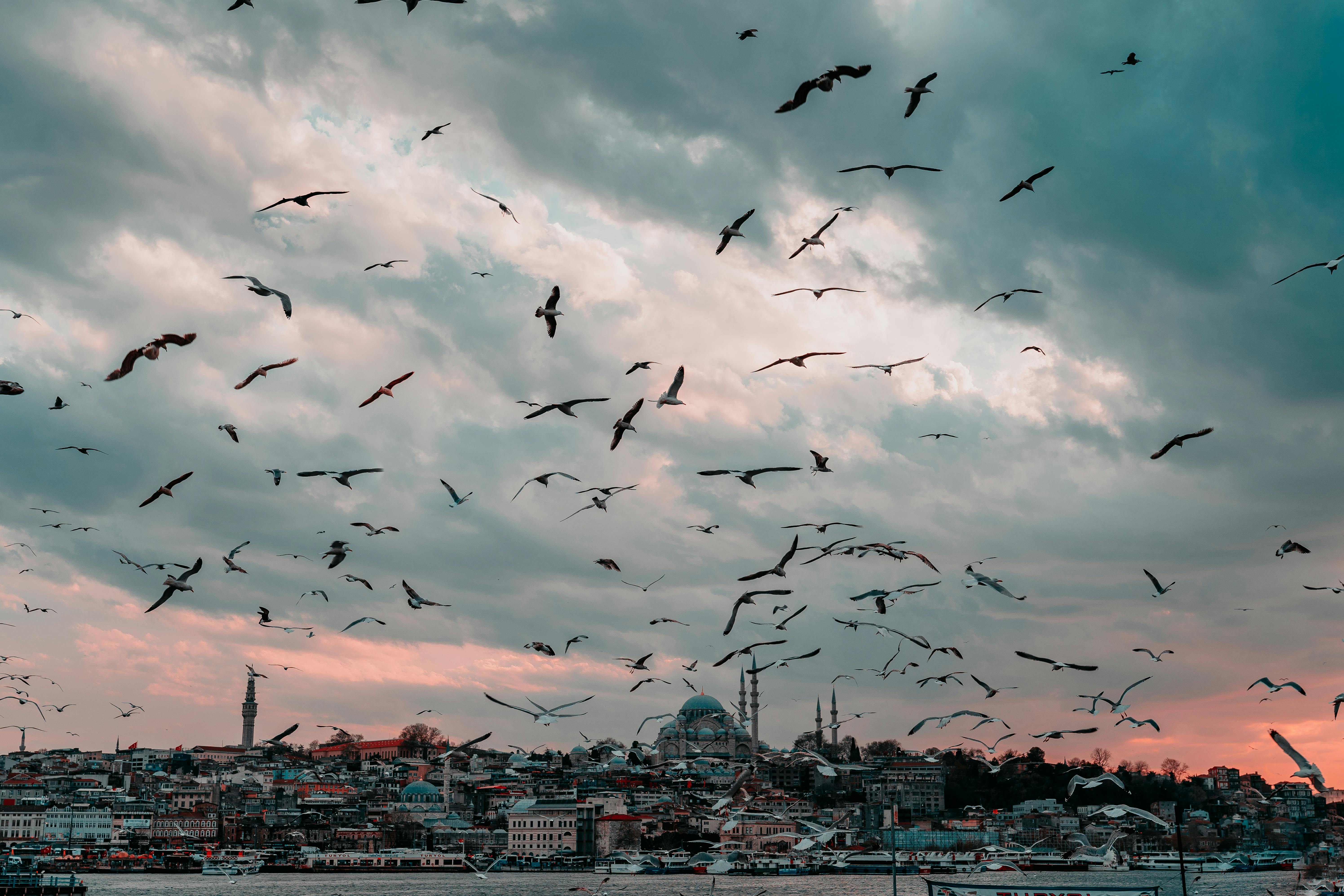 Gratuit Photos gratuites de aéroporté, ailes, architecture Photos