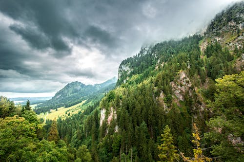 Kostenlos Luftbild Des Waldes Stock-Foto