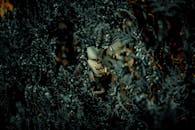 A Brown Frog on Green Plant