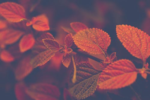 Free Shallow Focus Photo of Red and Brown Leaves Stock Photo
