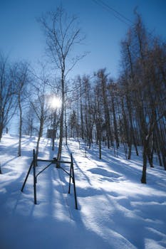 Serene winter scene featuring leafless trees under a bright sun, casting shadows on snow.