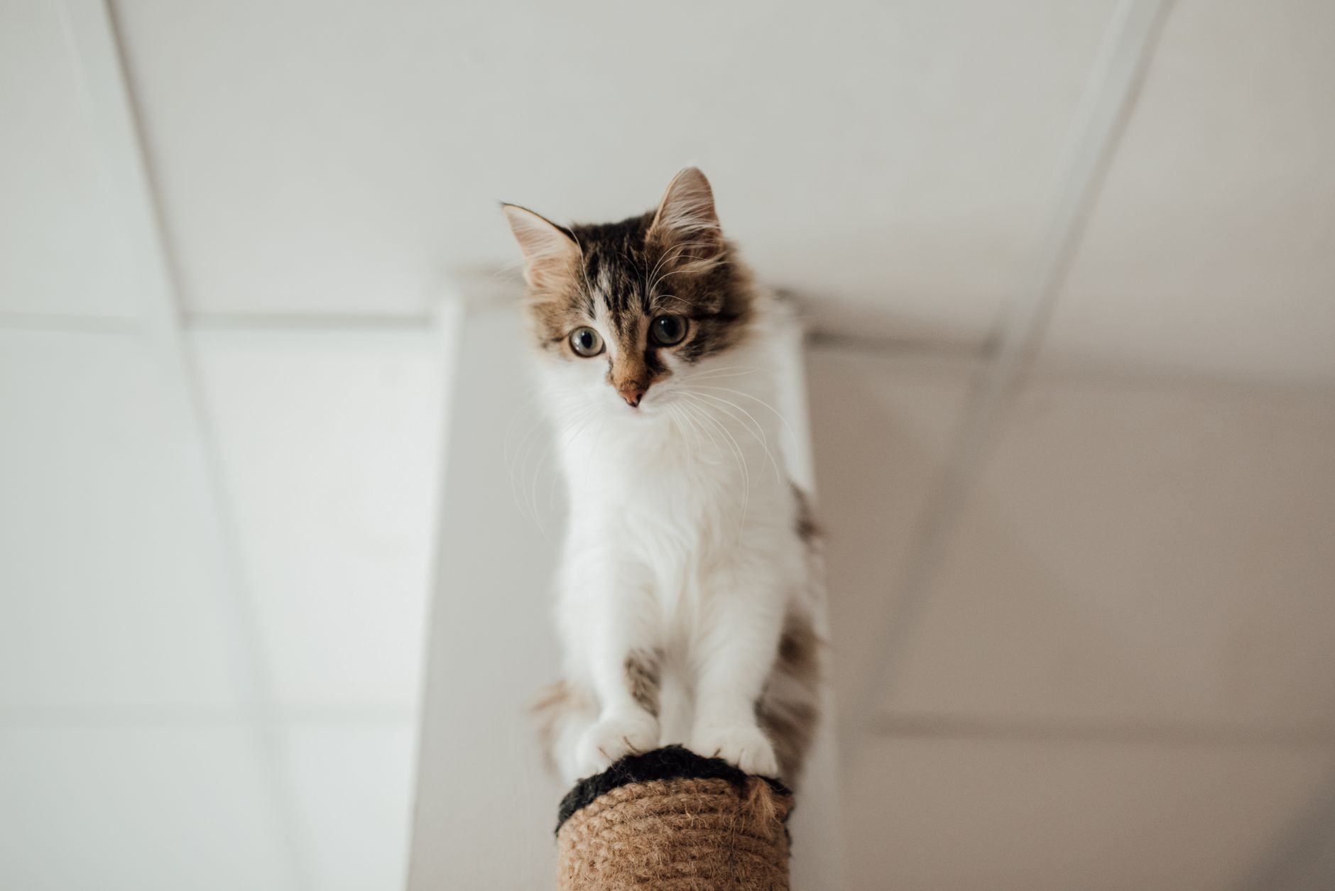 A cat undergoing diagnostic blood testing at a veterinary clinic