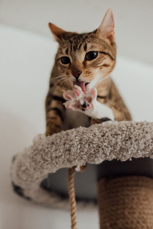 Free A cute tabby cat licking its paw while perched atop a carpeted cat tower indoors. Stock Photo