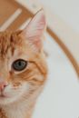 Orange Tabby Cat on White Ceramic Sink