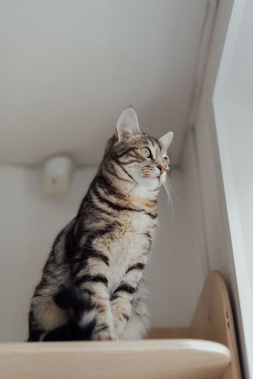 Free Charming tabby cat gazing attentively out a window, displaying cute and curious demeanor. Stock Photo