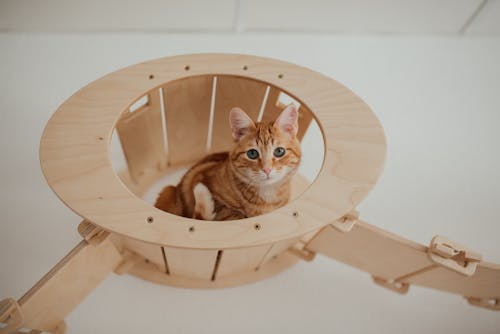 An Orange Tabby Kitten on a Round Wooden Container