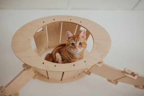 Free Cute tabby kitten sitting in a wooden container, looking curious and playful. Stock Photo