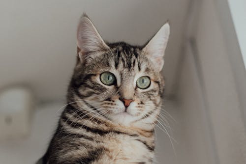 Free Close-Up Shot of a Tabby Cat Stock Photo