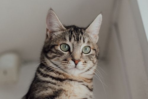 Free Cute tabby cat with green eyes indoors, showcasing furry details and shallow focus. Stock Photo