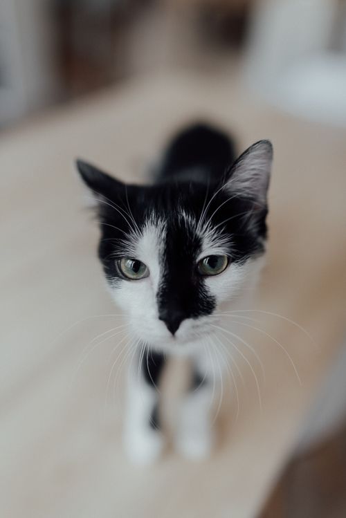 Free Close-up of a curious black and white tuxedo kitten indoors. Stock Photo